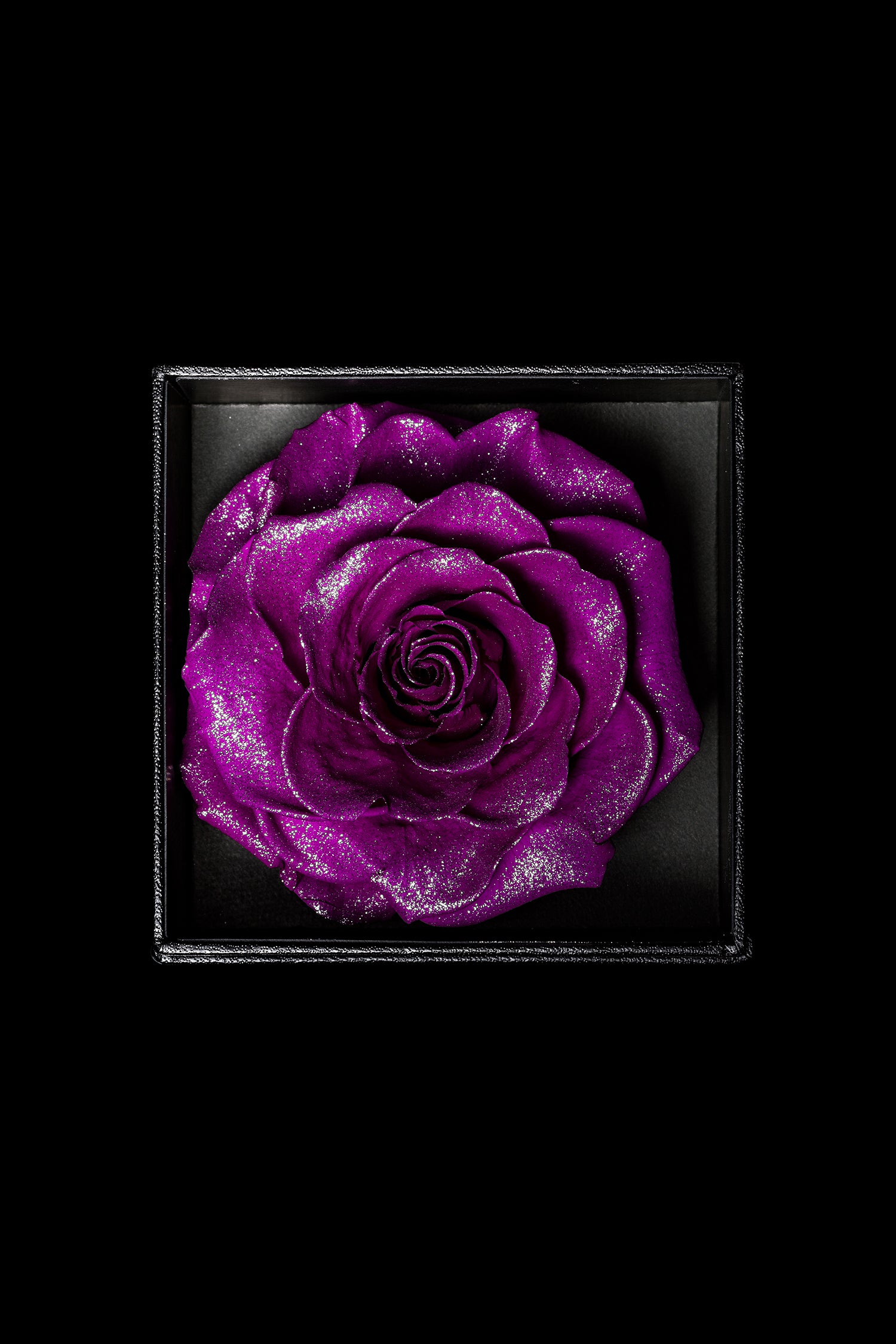 Royce - Violet