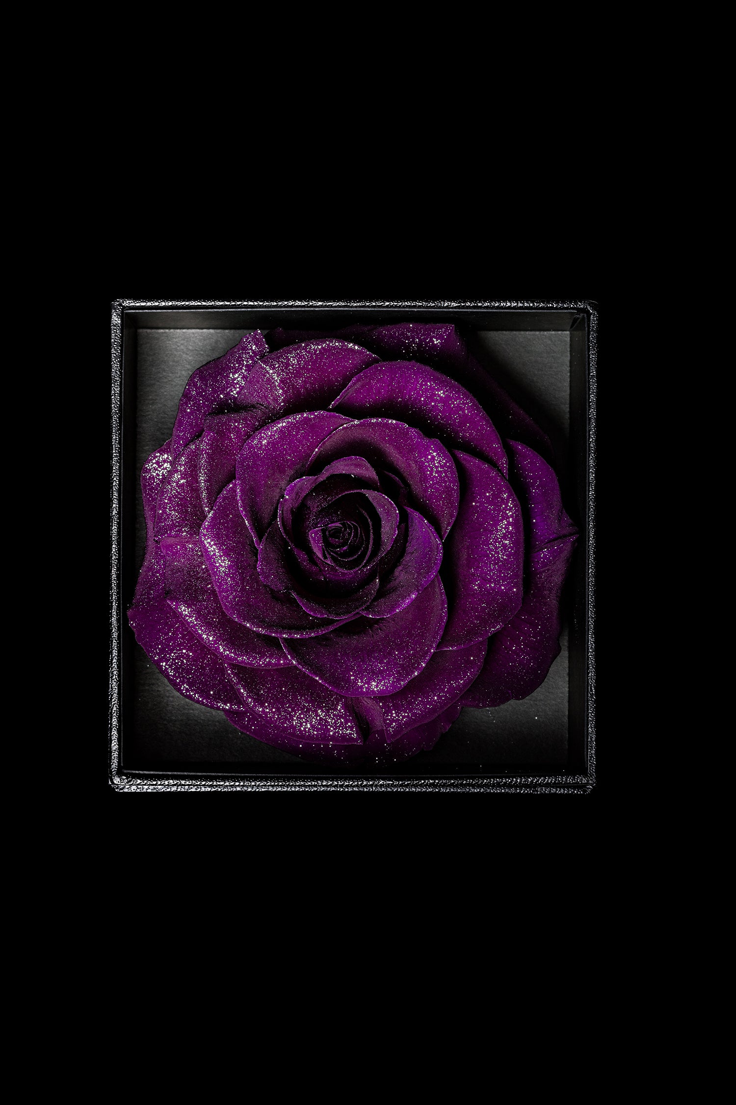 Royce - Dark Purple