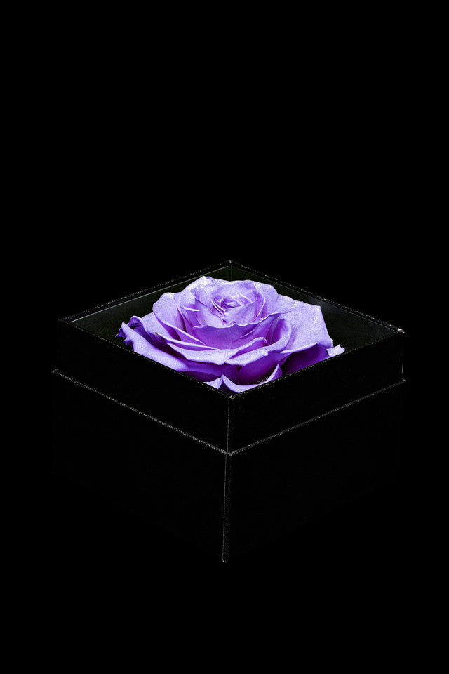 Royce - 紫棠色