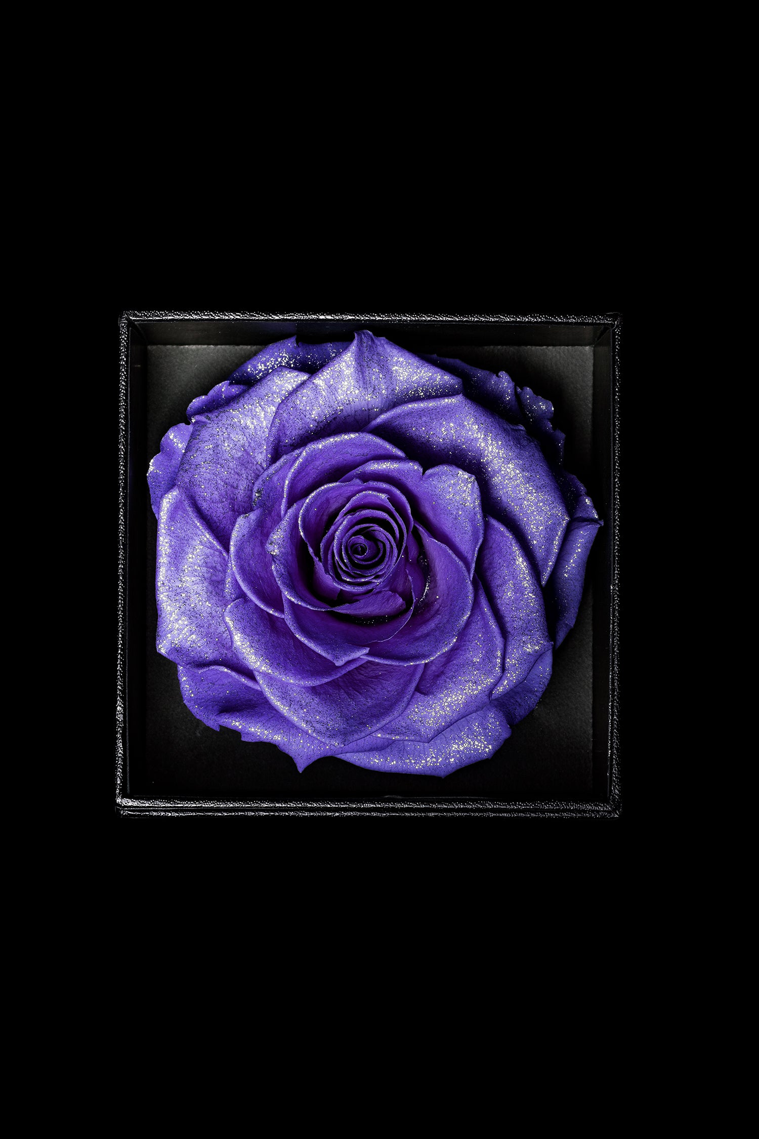 Royce - 紫棠色