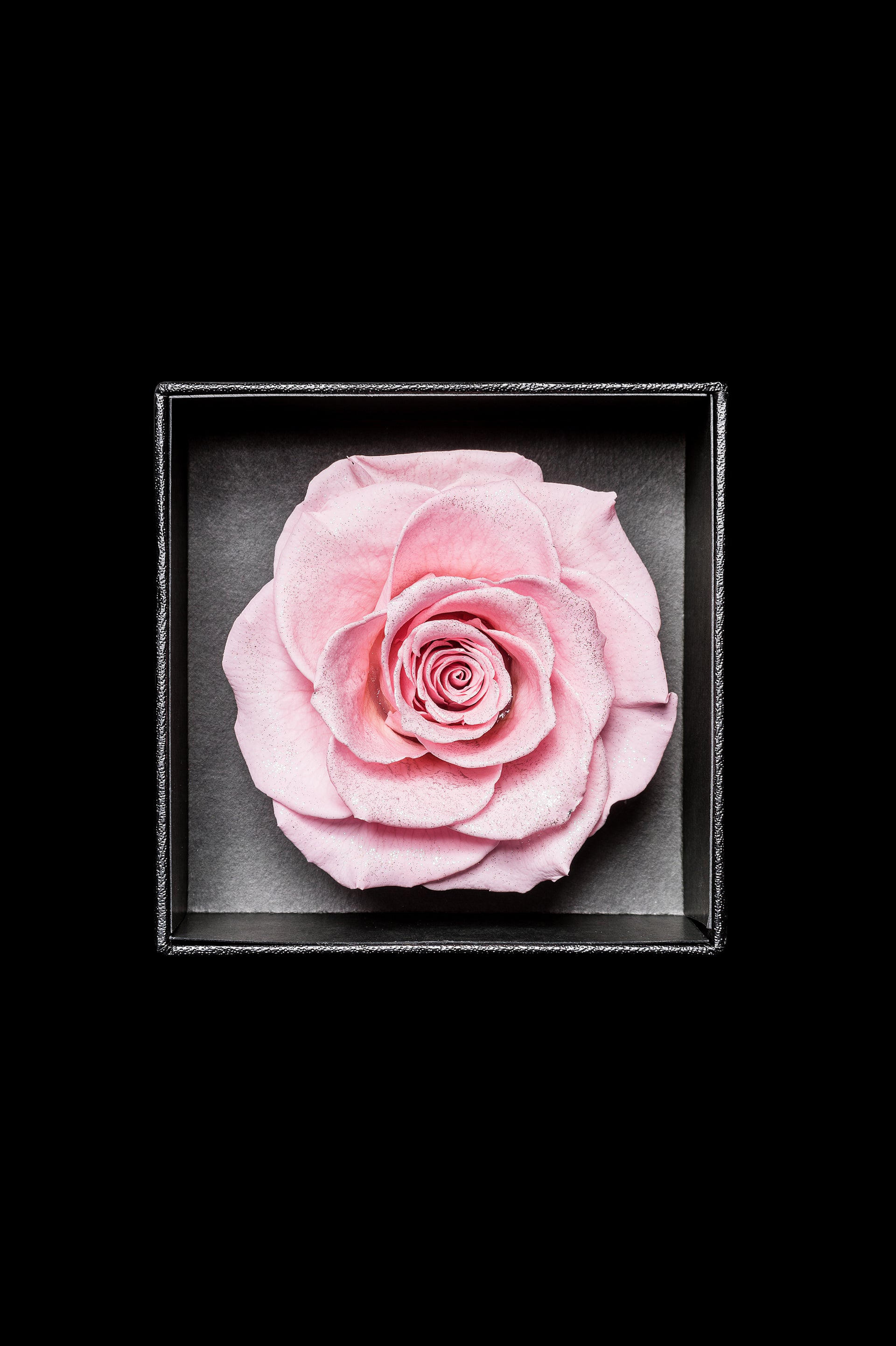 Royce - Feminine Pink