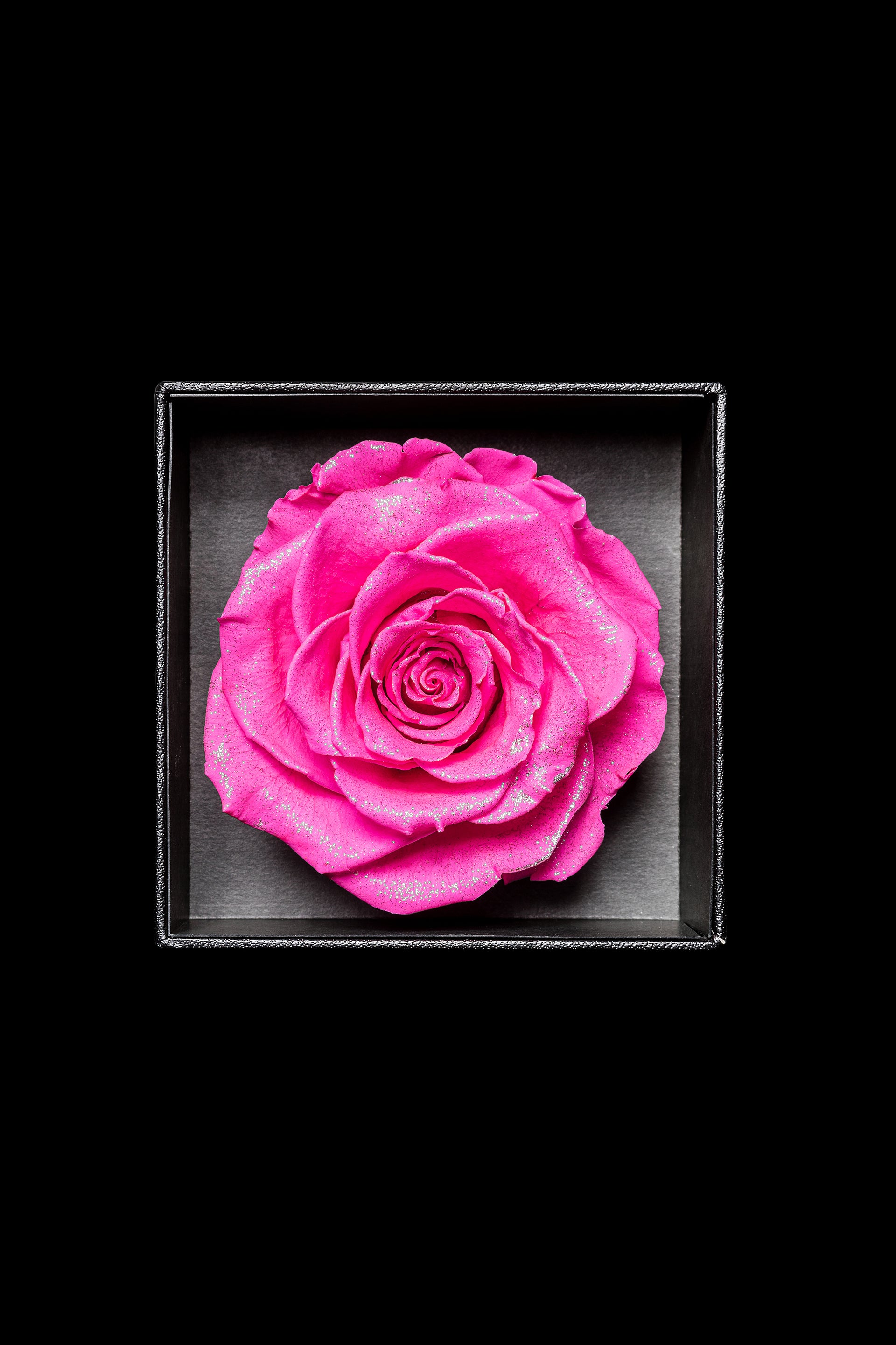 Royce - Radiant Pink